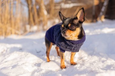 Karda yürüyen bir Chihuahua. Kış giysileri içinde kar altında bir Chihuahua. Chihuahua..