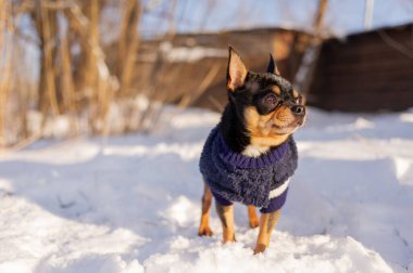 Karda yürüyen bir Chihuahua. Kış giysileri içinde kar altında bir Chihuahua. Chihuahua..