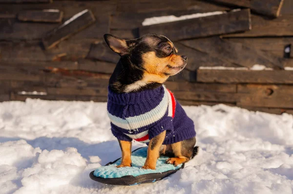 Chihuahua Wandelen Sneeuw Chihuahua Winterkleding Een Achtergrond Van Sneeuw Oliehoudende — Stockfoto