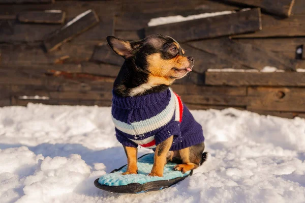 Chihuahua Wandelen Sneeuw Chihuahua Winterkleding Een Achtergrond Van Sneeuw Oliehoudende — Stockfoto