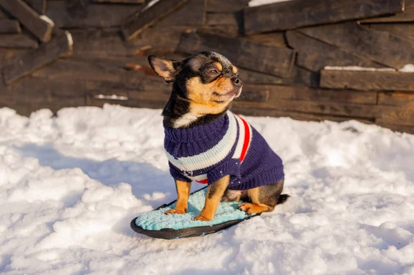 Chihuahua Wandelen Sneeuw Chihuahua Winterkleding Een Achtergrond Van Sneeuw Oliehoudende — Stockfoto