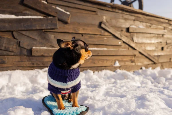 Chihuahua Wandelen Sneeuw Chihuahua Winterkleding Een Achtergrond Van Sneeuw Oliehoudende — Stockfoto