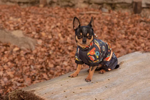 Adorable Chihuahua Dog Outdoors Sweater Chihuahua Sweater Dog Clothes Walk — Stock Photo, Image