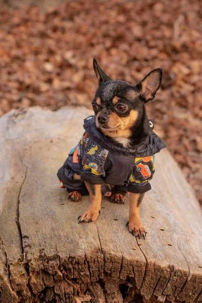 Süveter Içinde Açık Havada Sevimli Bir Chihuahua Köpeği Kazak Giymiş — Stok fotoğraf
