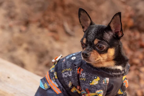 Süveter Içinde Açık Havada Sevimli Bir Chihuahua Köpeği Kazak Giymiş — Stok fotoğraf