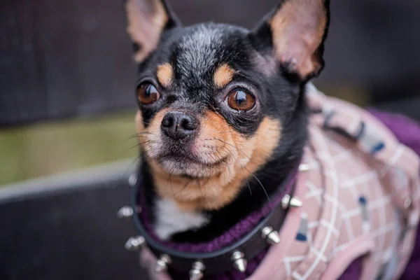 Pet dog Chihuahua walks on the street. Chihuahua dog for a walk. Dog in the autumn walks in the park