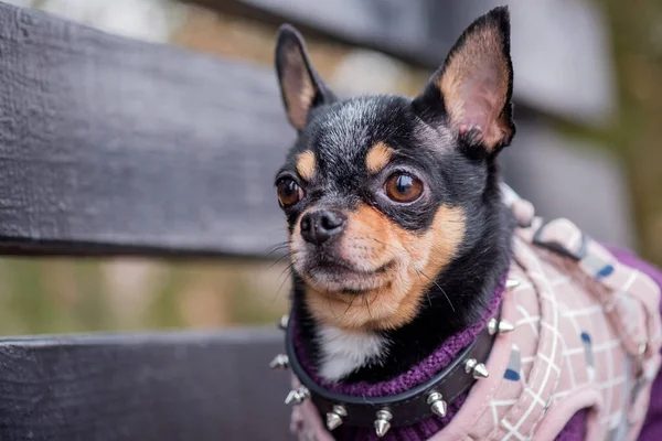 Chien Chihuahua Marche Dans Rue Chihuahua Chien Pour Une Promenade — Photo