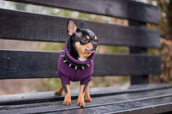 Pet Dog Chihuahua Walks Street Chihuahua Dog Walk Dog Autumn — Stock Photo, Image