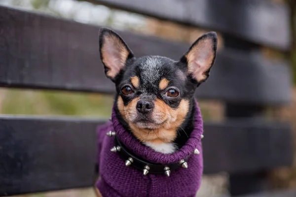 Pet Dog Chihuahua Walks Street Chihuahua Dog Walk Dog Autumn — Stock Photo, Image