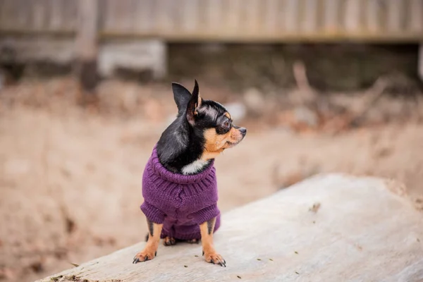 Pet dog Chihuahua walks on the street. Chihuahua dog for a walk. Dog in the autumn walks in the park