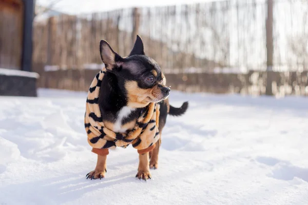 Dog Jacket Cold Winter Chihuahua Dog Walk Winter Lot Snow — Stock Photo, Image