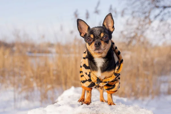 Chaqueta Perro Frío Invierno Chihuahua Perro Paseo Invierno Mucha Nieve — Foto de Stock