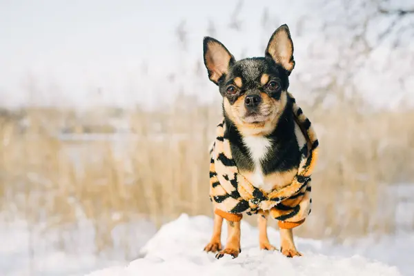 Psia Kurtka Zimą Jest Zimna Chihuahua Pies Spacerze Zimie Dużo — Zdjęcie stockowe