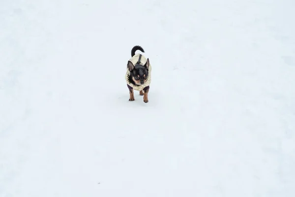 Télen Hideg Kutyakabát Csivava Kutya Télen Sétálni Sok Egy Kutya — Stock Fotó