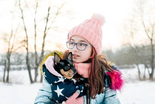 Ładna Dziewczyna Chihuahua Łonie Natury Nastolatka Chihuahua Zimą Ulicy — Zdjęcie stockowe