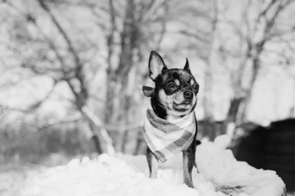 dog in the winter. Chihuahua. Dog on a walk in the winter. A lot of snow and a dog. Winter concept