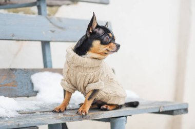 Kışın köpek ceketi soğuk olur. Chihuahua. Kışın yürüyüşe çıkan bir köpek. Bir sürü kar ve bir köpek. köpek
