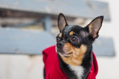 Kışın köpek ceketi soğuk olur. Chihuahua. Kışın yürüyüşe çıkan bir köpek. Bir sürü kar ve bir köpek. köpek