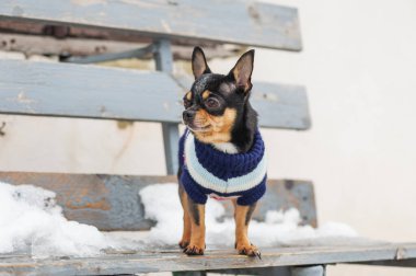 Kışın köpek ceketi soğuk olur. Chihuahua. Kışın yürüyüşe çıkan bir köpek. Bir sürü kar ve bir köpek. köpek