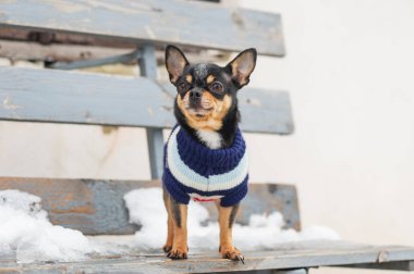 Kışın köpek ceketi soğuk olur. Chihuahua. Kışın yürüyüşe çıkan bir köpek. Bir sürü kar ve bir köpek. köpek