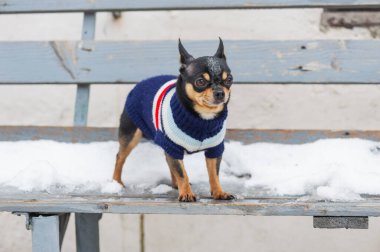 Kışın köpek ceketi soğuk olur. Chihuahua. Kışın yürüyüşe çıkan bir köpek. Bir sürü kar ve bir köpek. köpek
