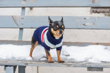 Kışın köpek ceketi soğuk olur. Chihuahua. Kışın yürüyüşe çıkan bir köpek. Bir sürü kar ve bir köpek. köpek