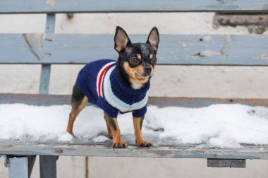 Kışın köpek ceketi soğuk olur. Chihuahua. Kışın yürüyüşe çıkan bir köpek. Bir sürü kar ve bir köpek. köpek