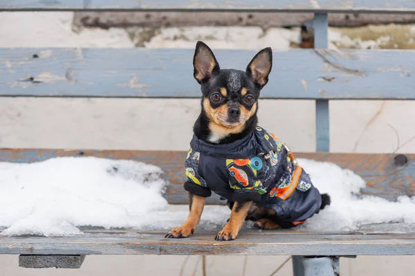 dog jacket cold in the winter. Chihuahua. Dog on a walk in the winter. A lot of snow and a dog. dog