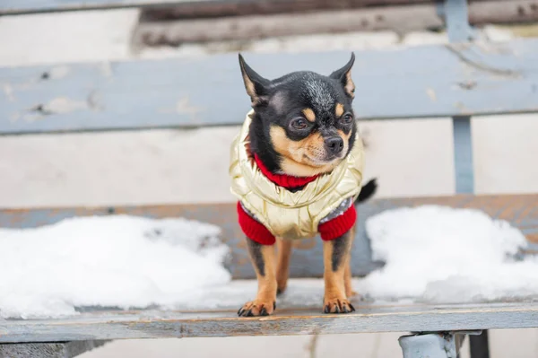 dog jacket cold in the winter. Chihuahua. Dog on a walk in the winter. A lot of snow and a dog. dog