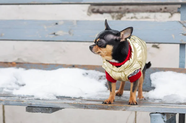 Kışın Köpek Ceketi Soğuk Olur Chihuahua Kışın Yürüyüşe Çıkan Bir — Stok fotoğraf