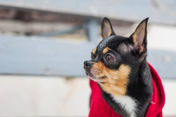 Chaqueta Perro Frío Invierno Chihuahua Perro Paseo Invierno Mucha Nieve — Foto de Stock