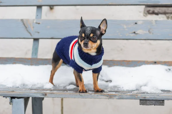 dog jacket cold in the winter. Chihuahua. Dog on a walk in the winter. A lot of snow and a dog. dog