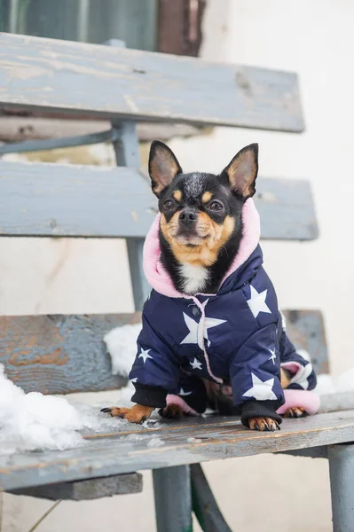 dog jacket cold in the winter. Chihuahua. Dog on a walk in the winter. A lot of snow and a dog. dog