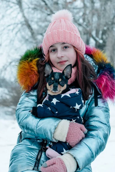 Ładna Dziewczyna Chihuahua Łonie Natury Nastolatka Chihuahua Zimą — Zdjęcie stockowe