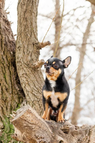 Yürüyüş Için Chihuahua Bahçede Parkta Bir Köpek Giyimli Köpek Chihuahua — Stok fotoğraf