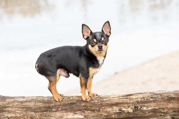 散歩のためのChihuahua庭や公園で犬 よく手入れされた犬Chihuahuaミニ滑らかな髪 — ストック写真