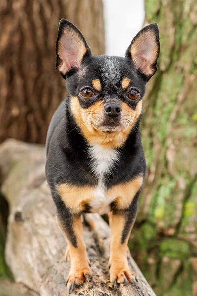 Chihuahua Spacer Pies Ogrodzie Lub Parku Zadbany Pies Chihuahua Mini — Zdjęcie stockowe