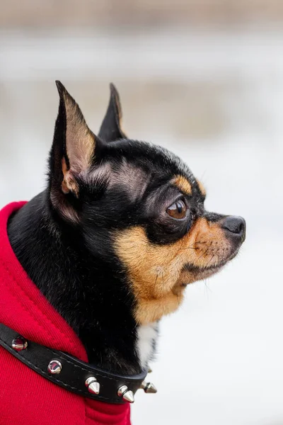 Chihuahua Vestito Abbigliamento Pedigree Cane Chihuahua All Aperto — Foto Stock