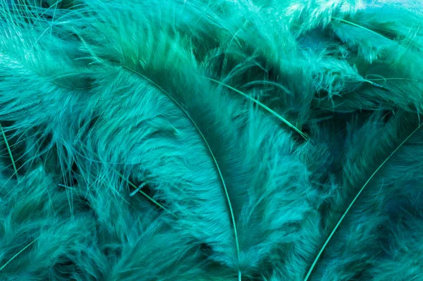 green feathers. Green feathers texture. Green texture for designers
