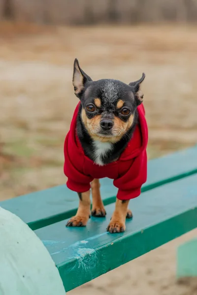 Evcil Köpek Chihuahua Sokakta Yürüyor Chihuahua Köpeği Yürüyüşe Çıktı Sonbaharda — Stok fotoğraf