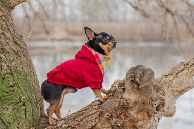 Evcil köpek Chihuahua sokakta yürüyor. Chihuahua köpeği yürüyüşe çıktı. Sonbaharda köpek parkta yürür.