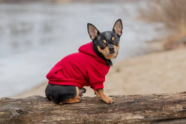 Evcil Köpek Chihuahua Sokakta Yürüyor Chihuahua Köpeği Yürüyüşe Çıktı Sonbaharda — Stok fotoğraf