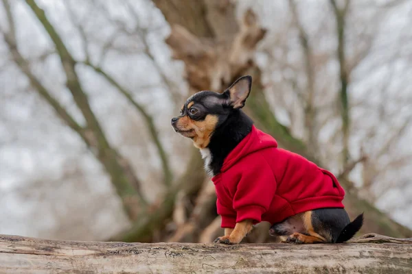 Evcil Köpek Chihuahua Sokakta Yürüyor Chihuahua Köpeği Yürüyüşe Çıktı Sonbaharda — Stok fotoğraf