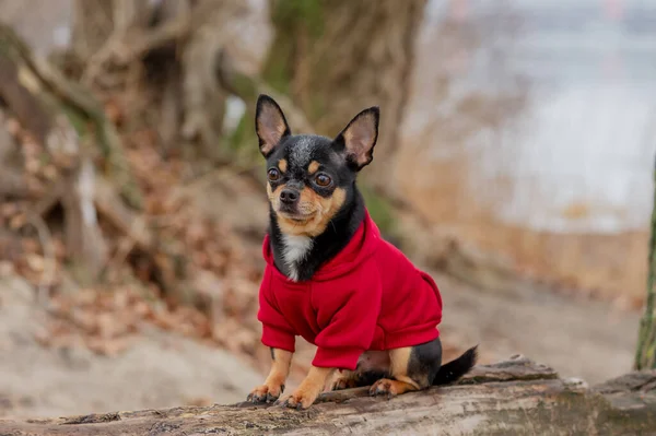 Câinele Companie Chihuahua Merge Stradă Chihuahua Câine Pentru Plimbare Câine — Fotografie, imagine de stoc