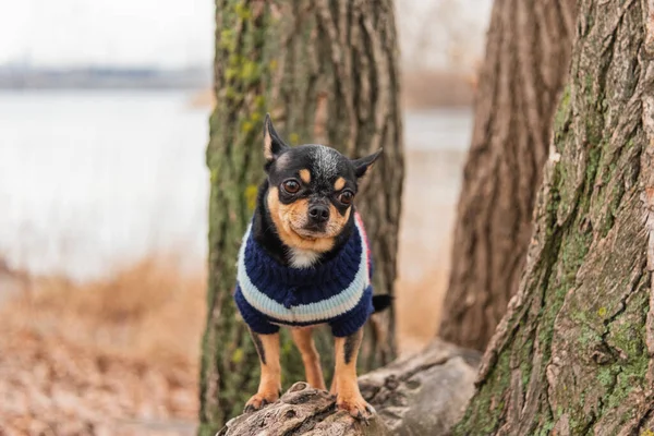 Evcil Köpek Chihuahua Sokakta Yürüyor Chihuahua Köpeği Yürüyüşe Çıktı Sonbaharda — Stok fotoğraf