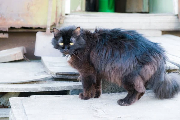 Gato Negro Sienta Puerta Gato Está Las Escaleras Una Mascota — Foto de Stock