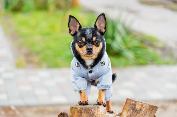 Îmbrăcat Chihuahua Pedigree Câine Chihuahua Îmbrăcăminte Aer Liber — Fotografie, imagine de stoc
