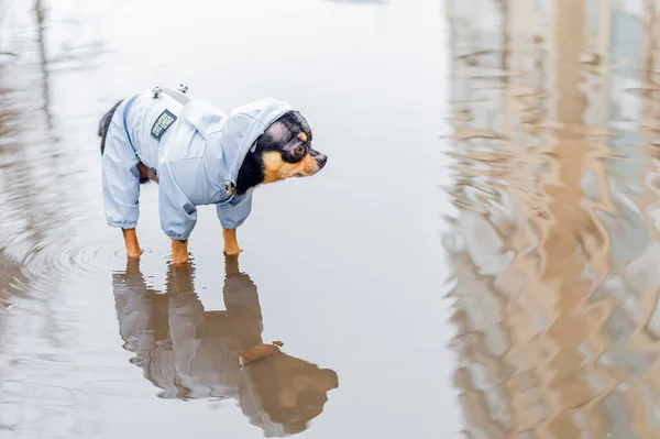 Dressed Chihuahua Pedigree Dog Chihuahua Clothing Outdoors Rainy Weather — Stock Photo, Image