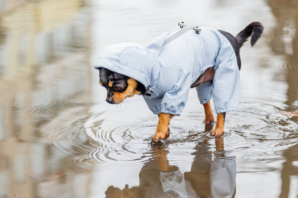 Dressed Chihuahua. pedigree dog chihuahua clothing outdoors. Rainy weather