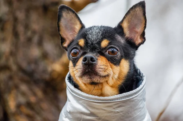 Chihuahua Vestito Abbigliamento Pedigree Cane Chihuahua All Aperto Tempo Piovoso — Foto Stock